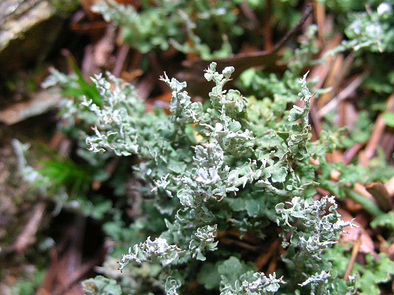 Cladonia furcata?